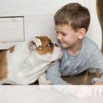 dog on Pet friendly flooring