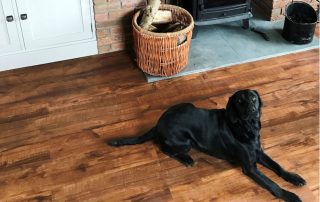 Black lab on floors for paws