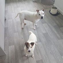 Two happy dogs on Galloway flooring
