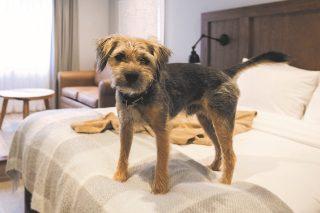Dog on bed at Thwaites hotel