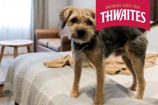 Dog on bed at Thwaites hotel