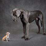 two dogs on flooring