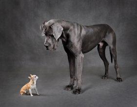 two dogs on flooring